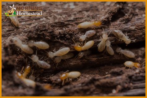 How much does it cost to get rid of termites. Things To Know About How much does it cost to get rid of termites. 